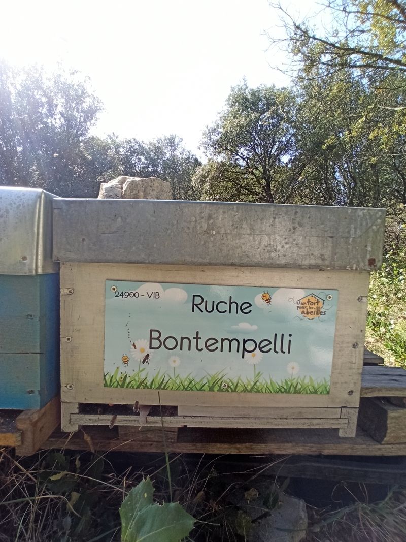 La ruche Bontempelli