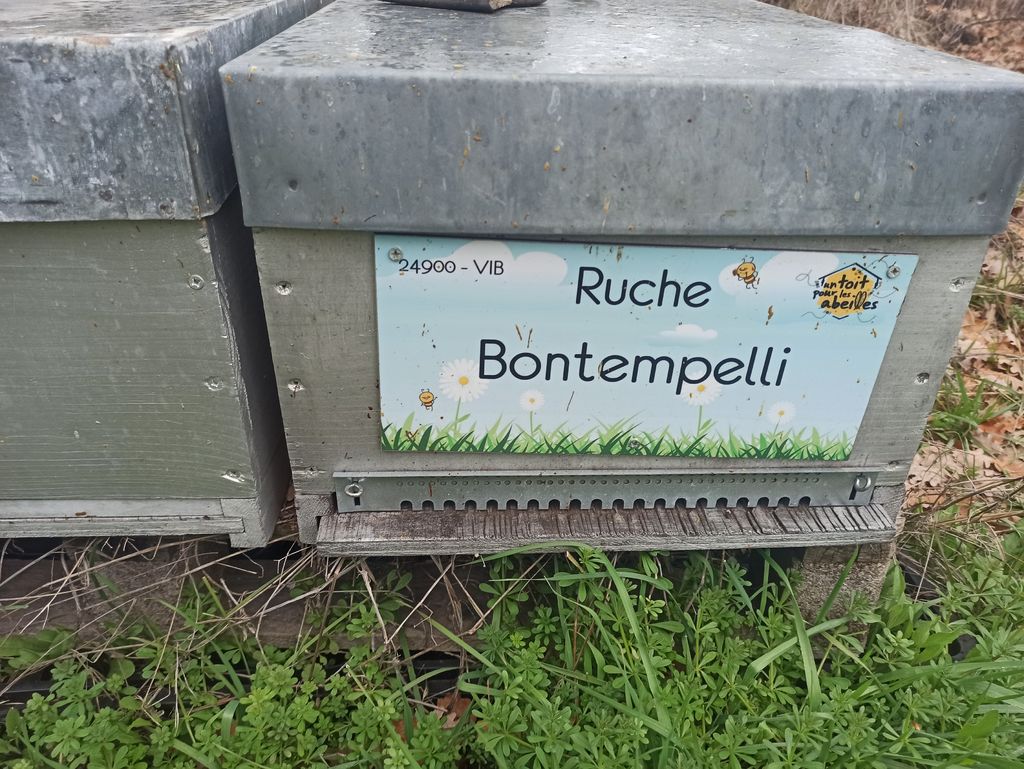 La ruche Bontempelli