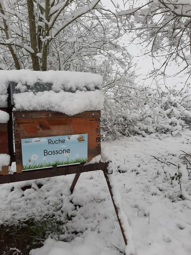 La ruche Bossone
