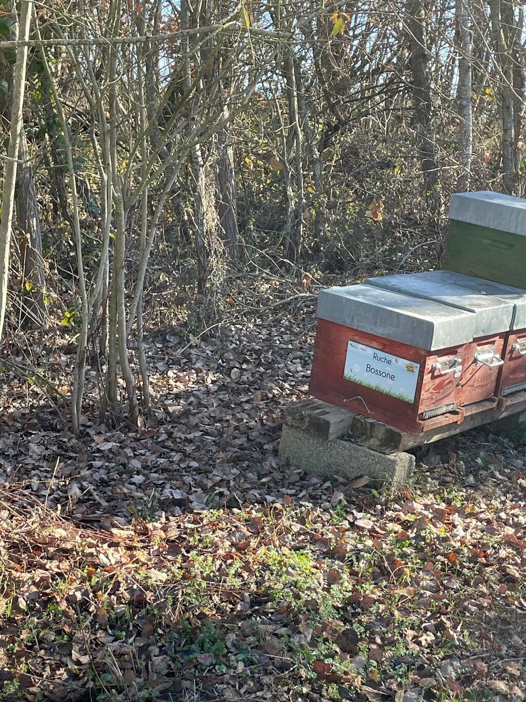 La ruche Bossone