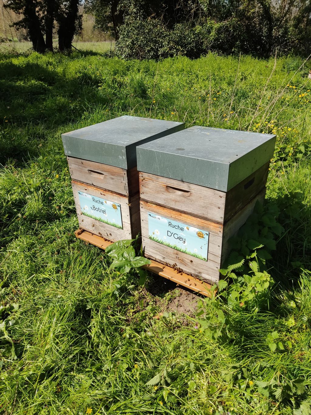 La ruche Botrel
