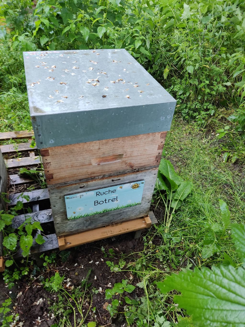 La ruche Botrel