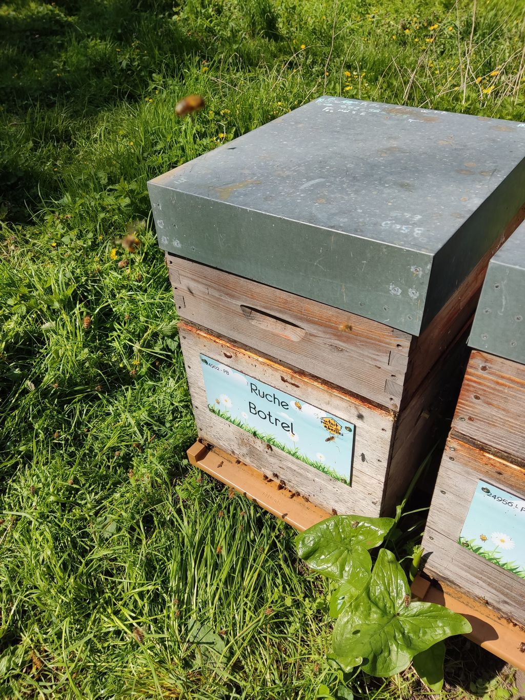 La ruche Botrel