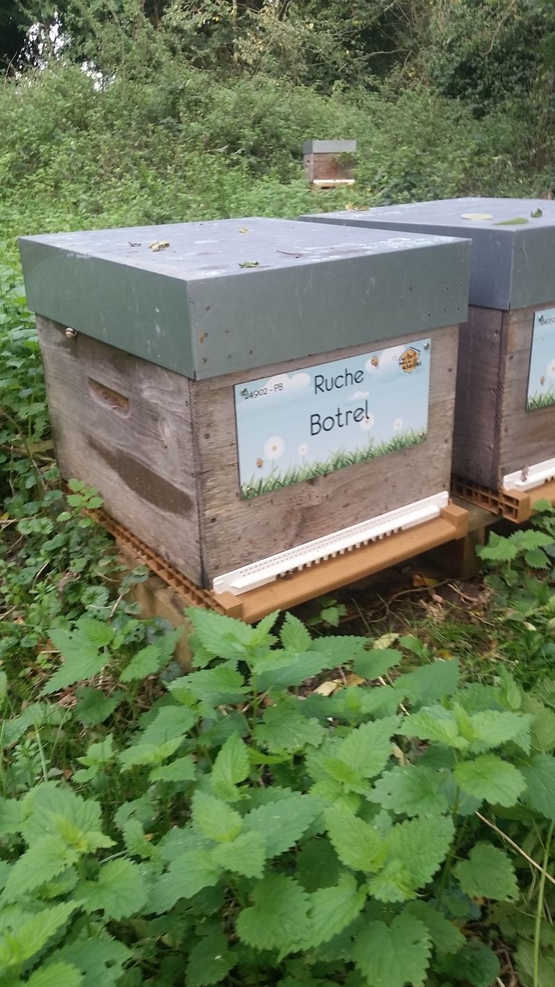 La ruche Botrel