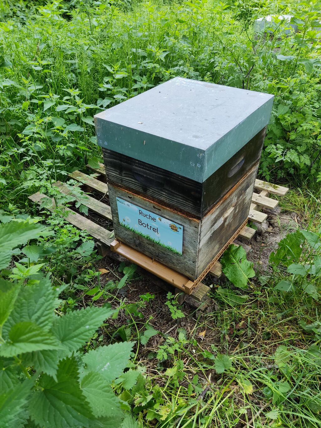 La ruche Botrel