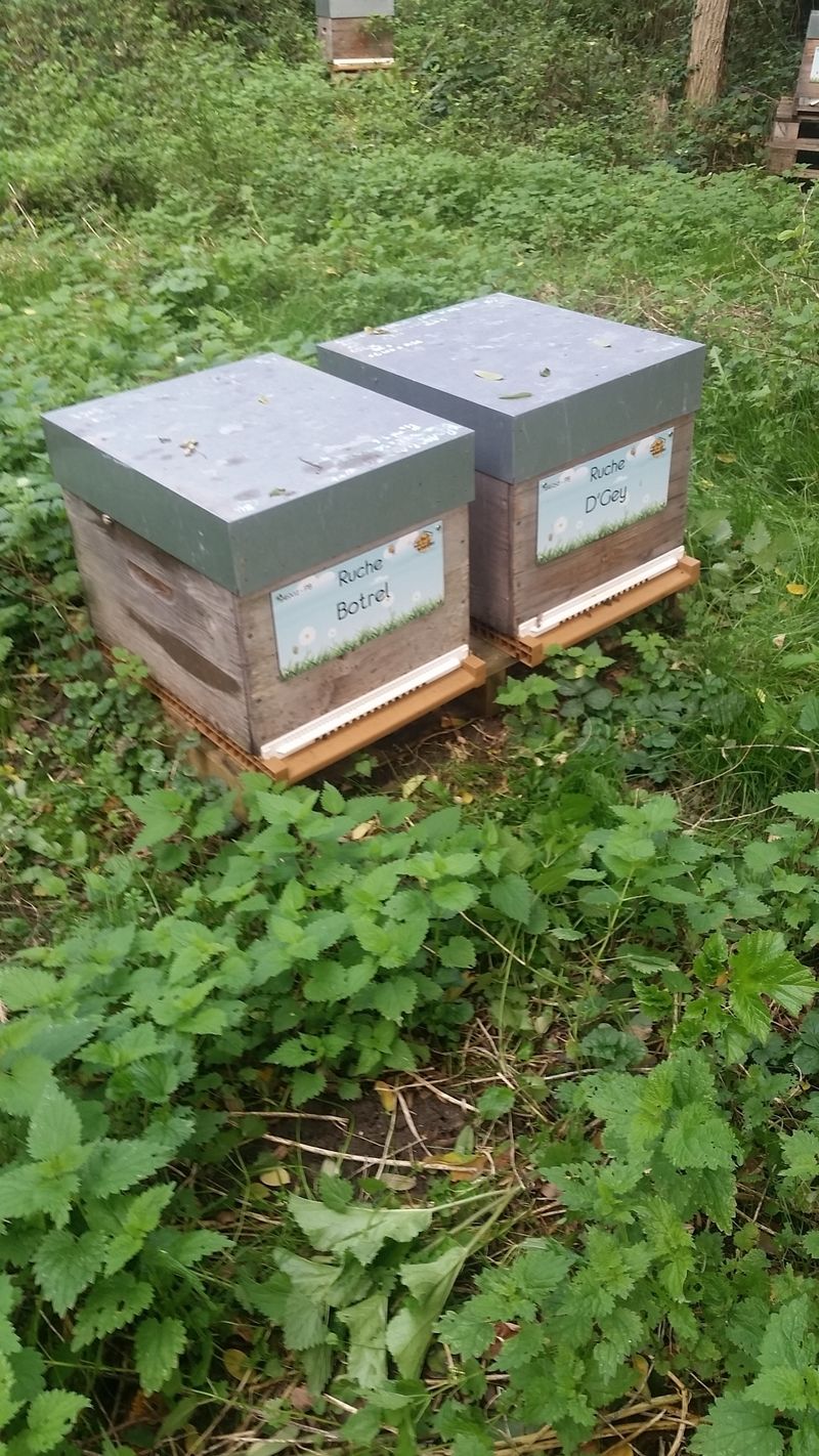 La ruche Botrel