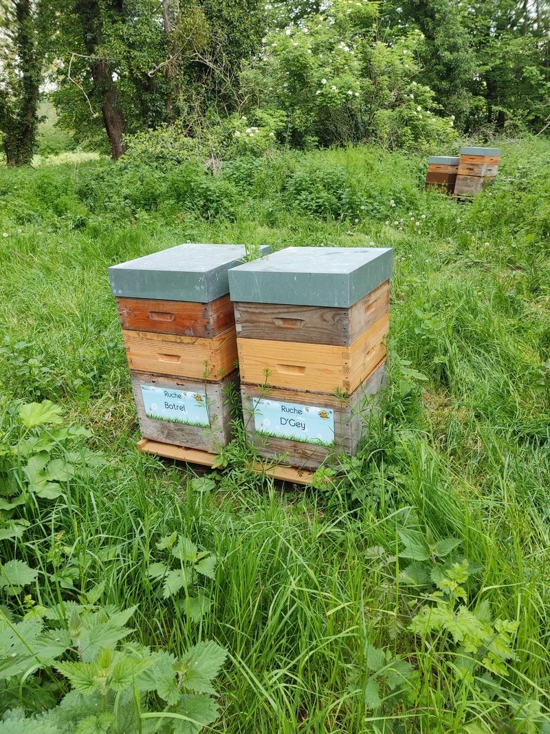 La ruche Botrel