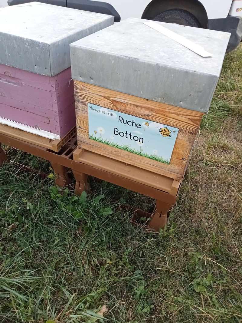La ruche Botton