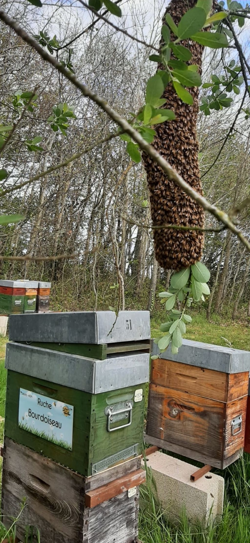 La ruche Bourdoiseau