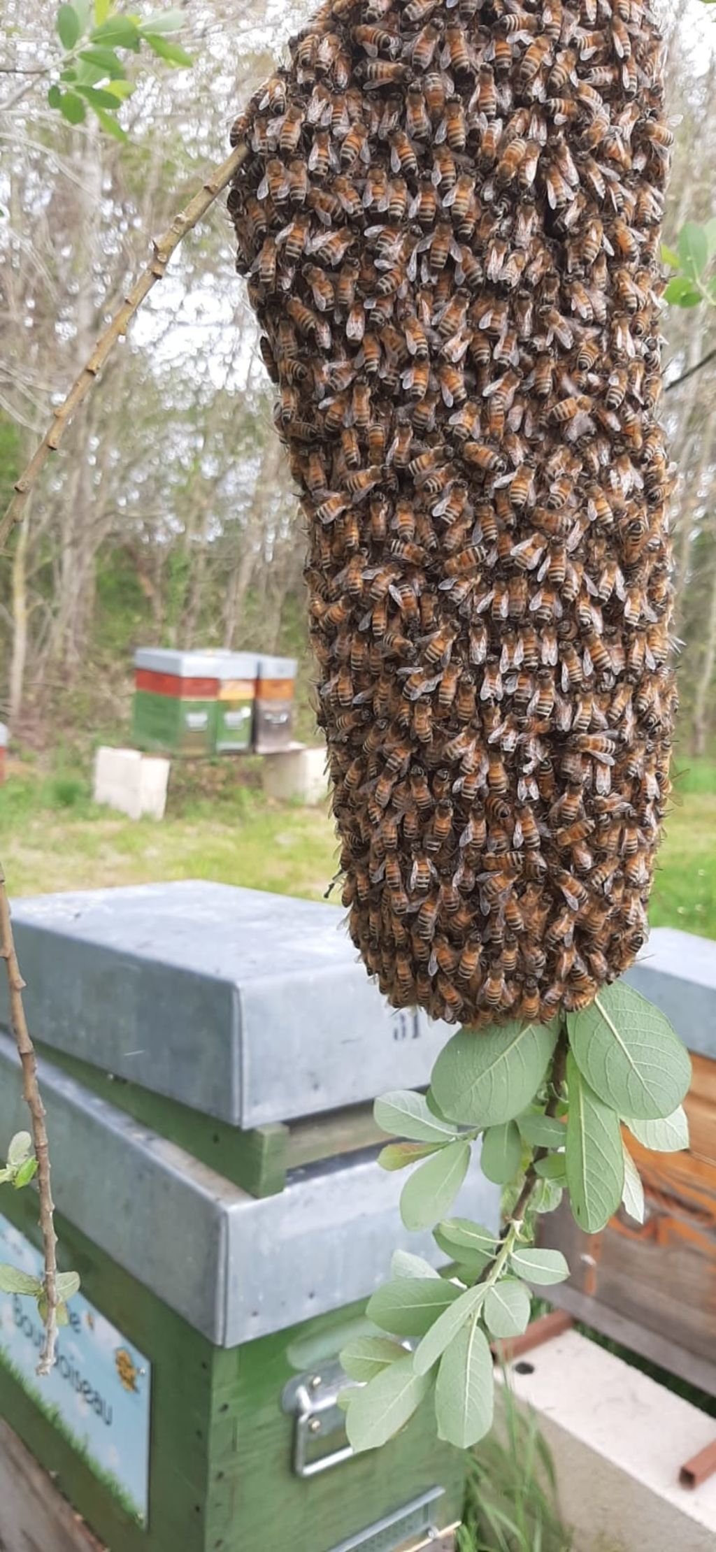 La ruche Bourdoiseau