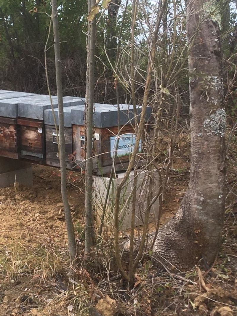 La ruche Bourdoiseau