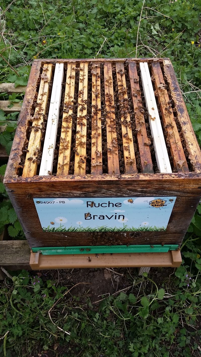La ruche
