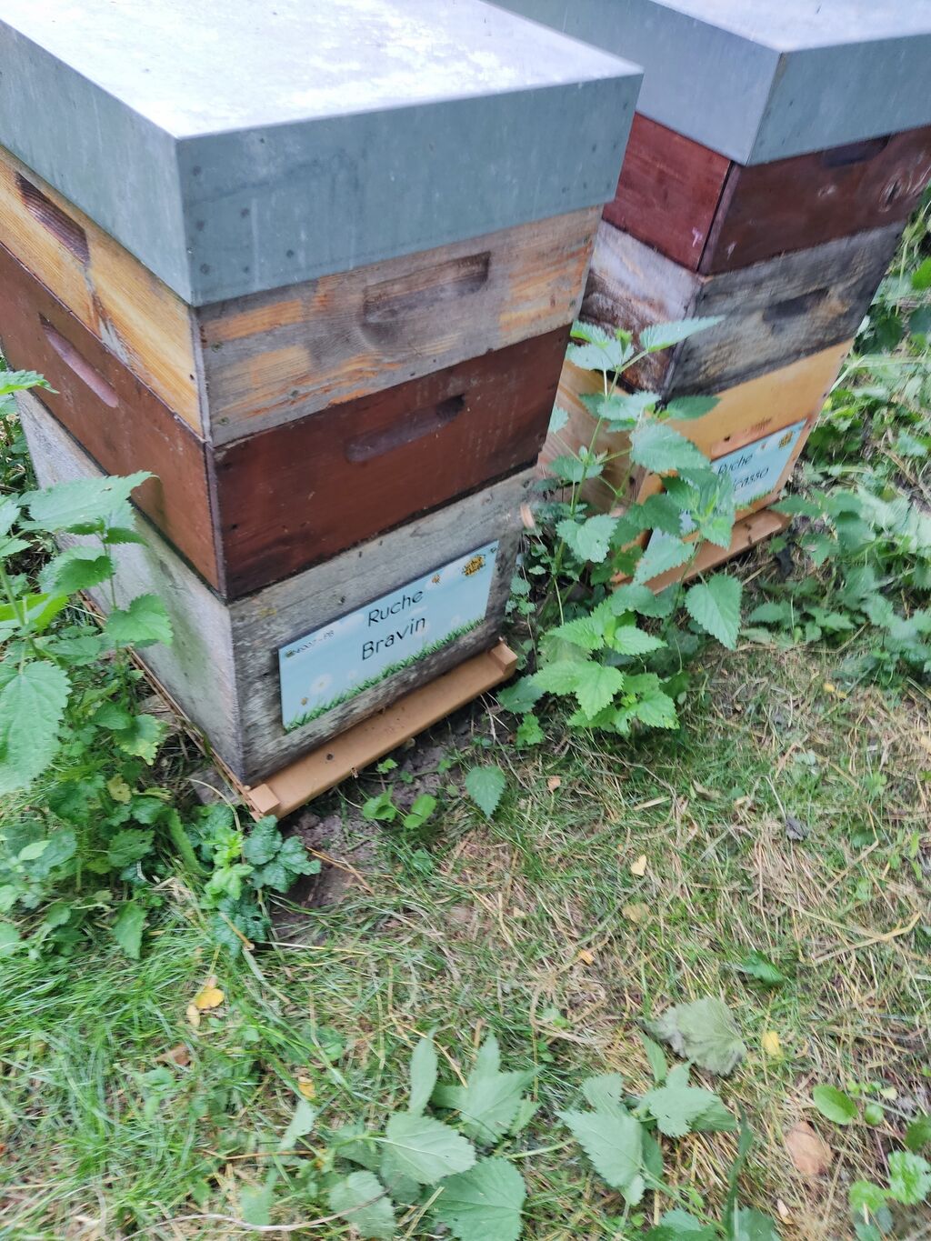 La ruche Bravin