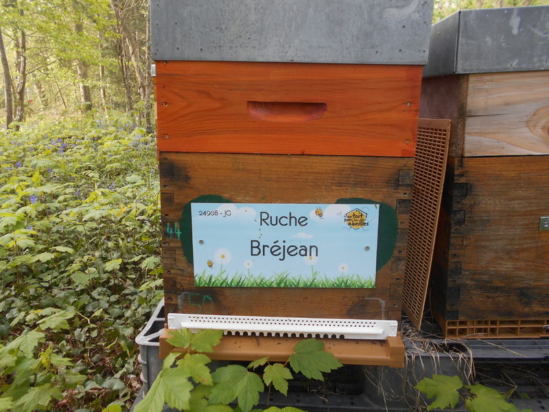 La ruche Bréjean