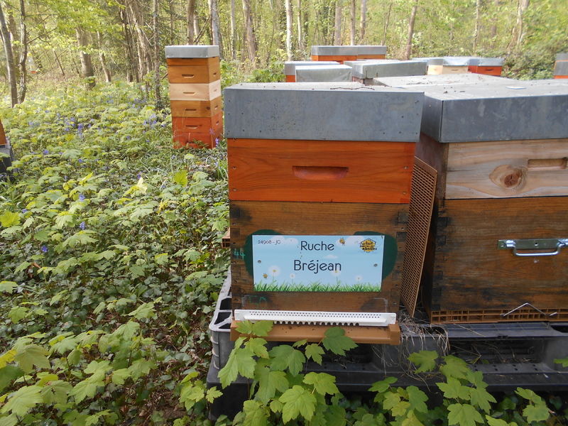 La ruche Bréjean