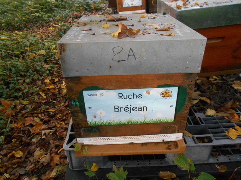 La ruche Bréjean
