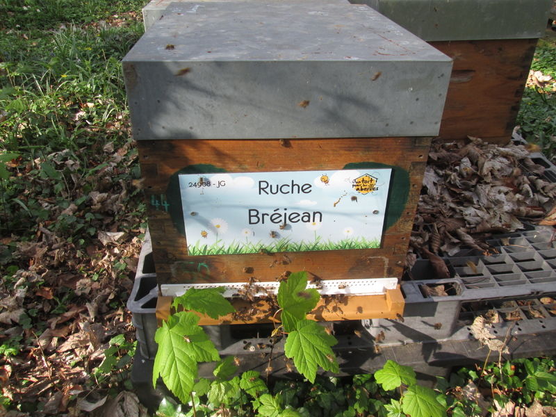La ruche Bréjean