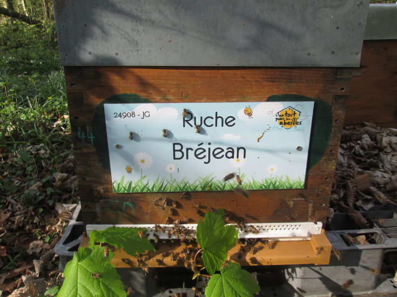 La ruche Bréjean