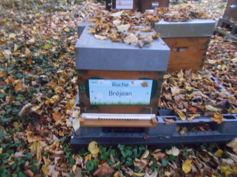 La ruche Bréjean