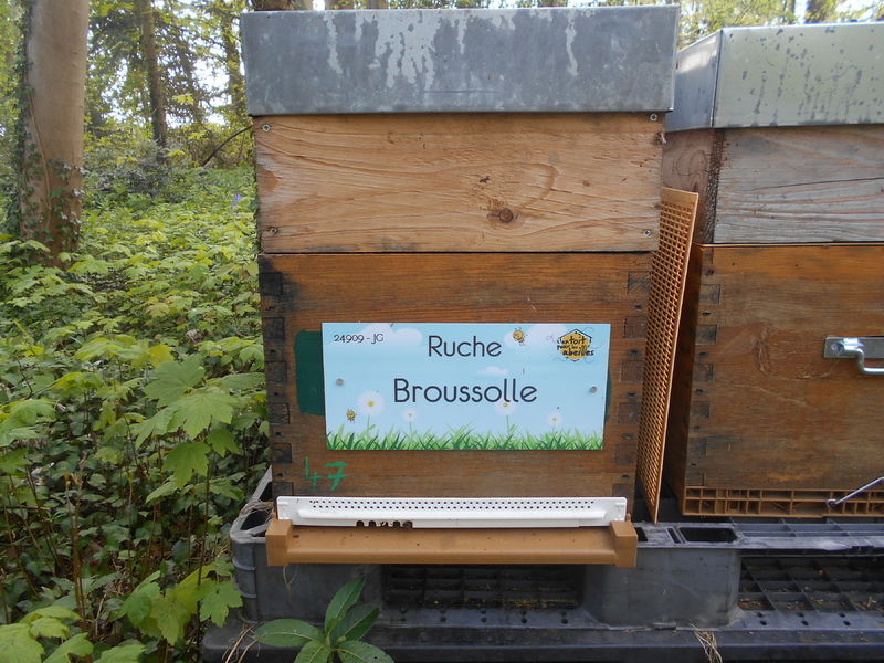 La ruche Broussolle