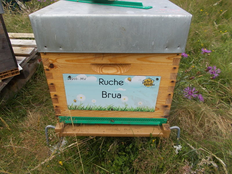 La ruche Brua