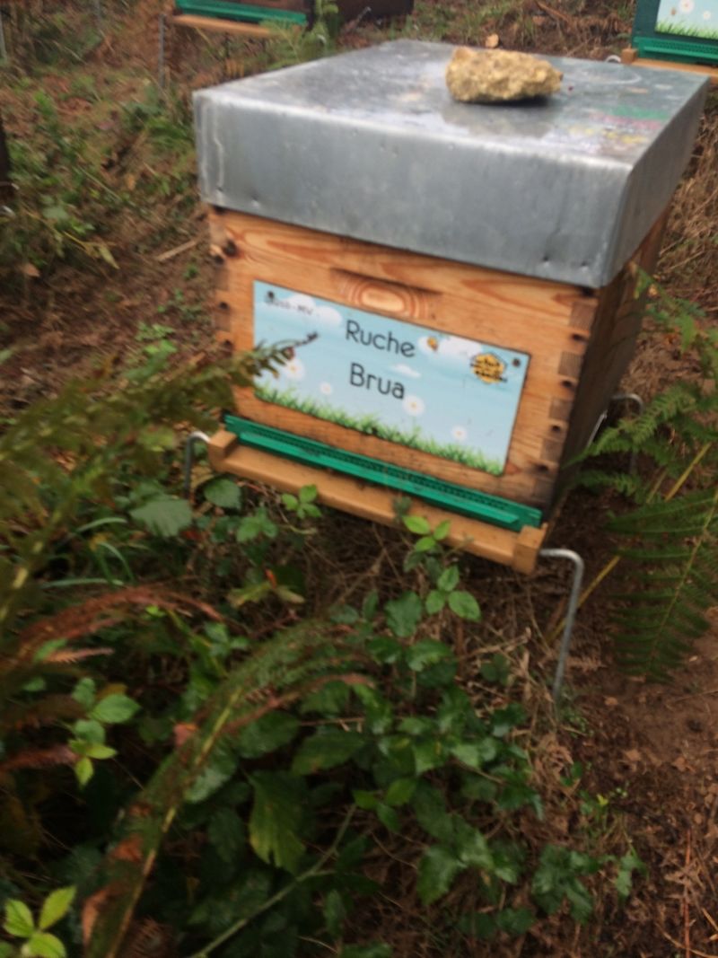 La ruche Brua