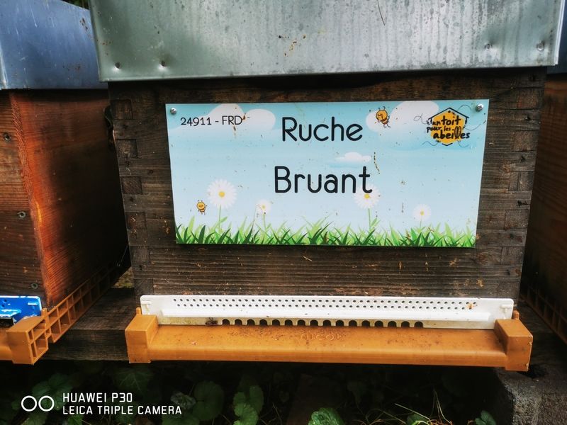 La ruche Bruant