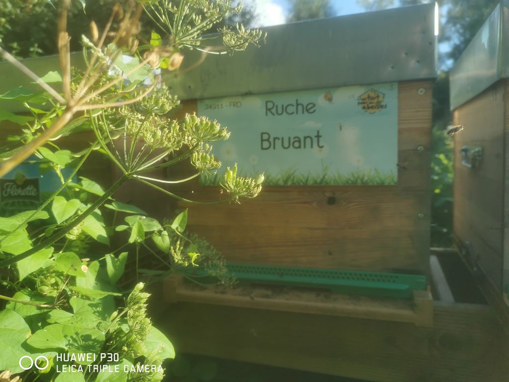 La ruche Bruant