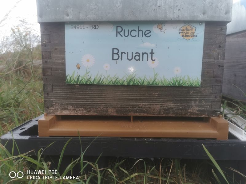 La ruche Bruant