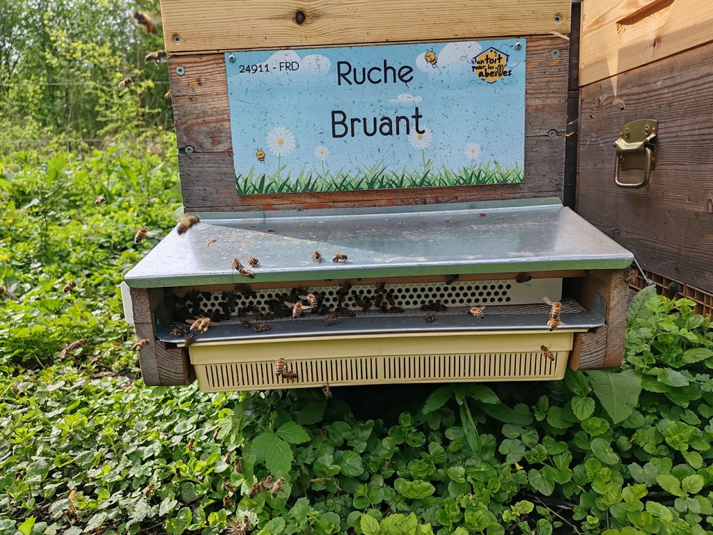 La ruche Bruant