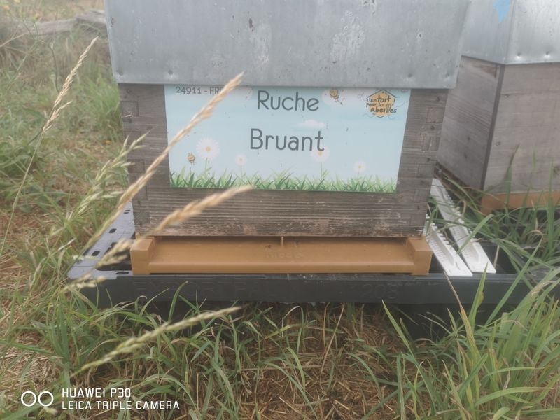 La ruche Bruant