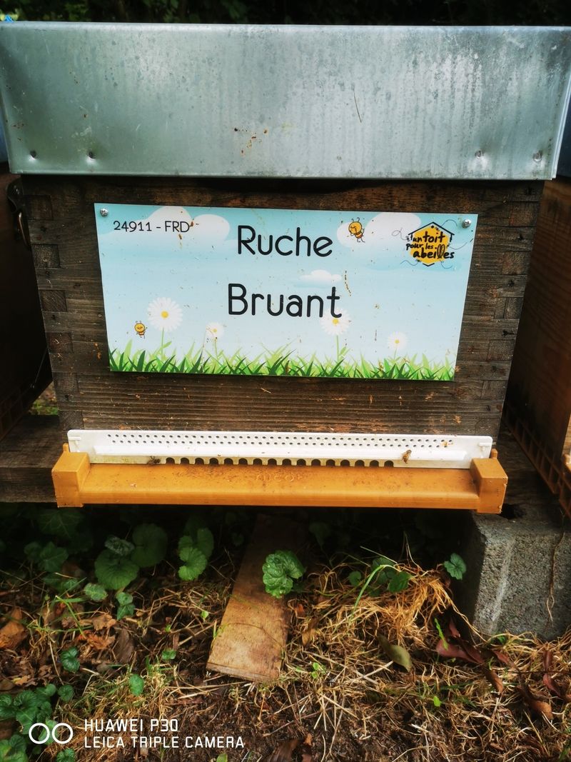 La ruche Bruant