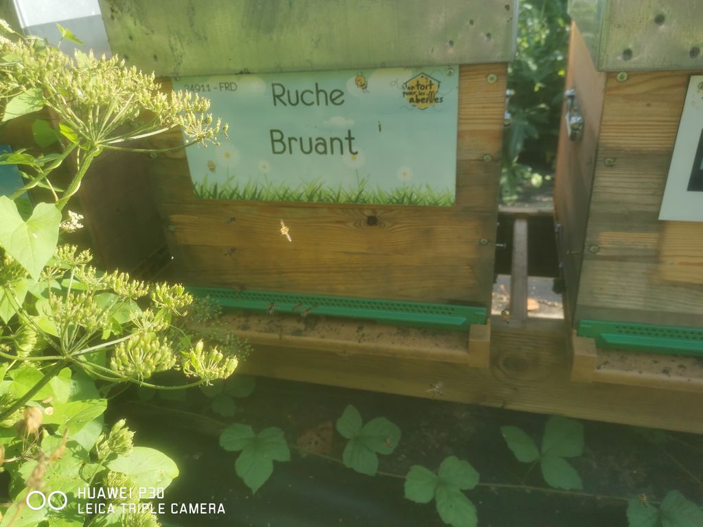 La ruche Bruant