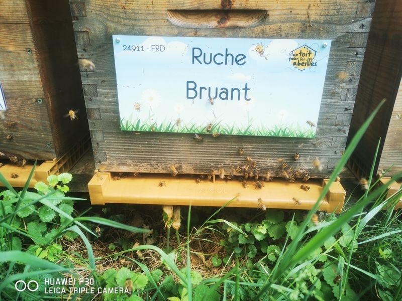 La ruche Bruant