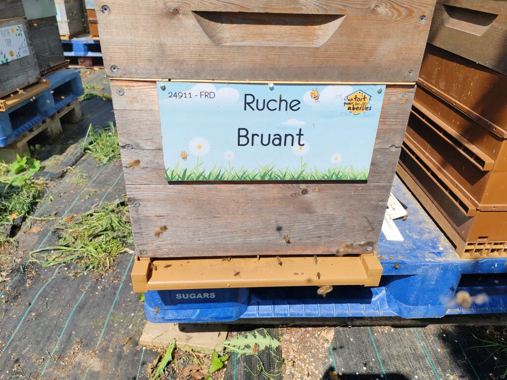 La ruche Bruant