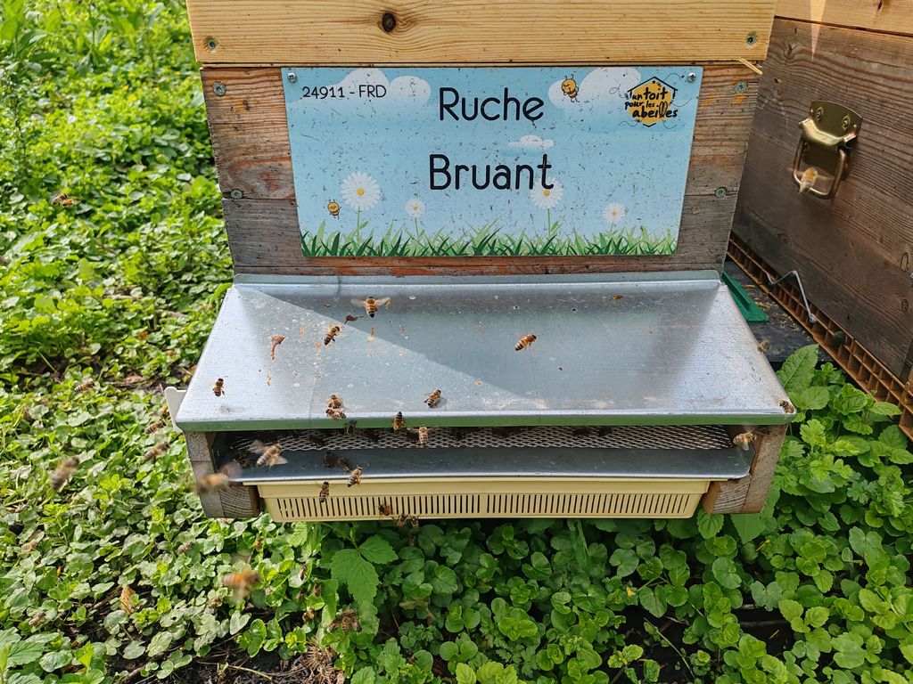 La ruche Bruant