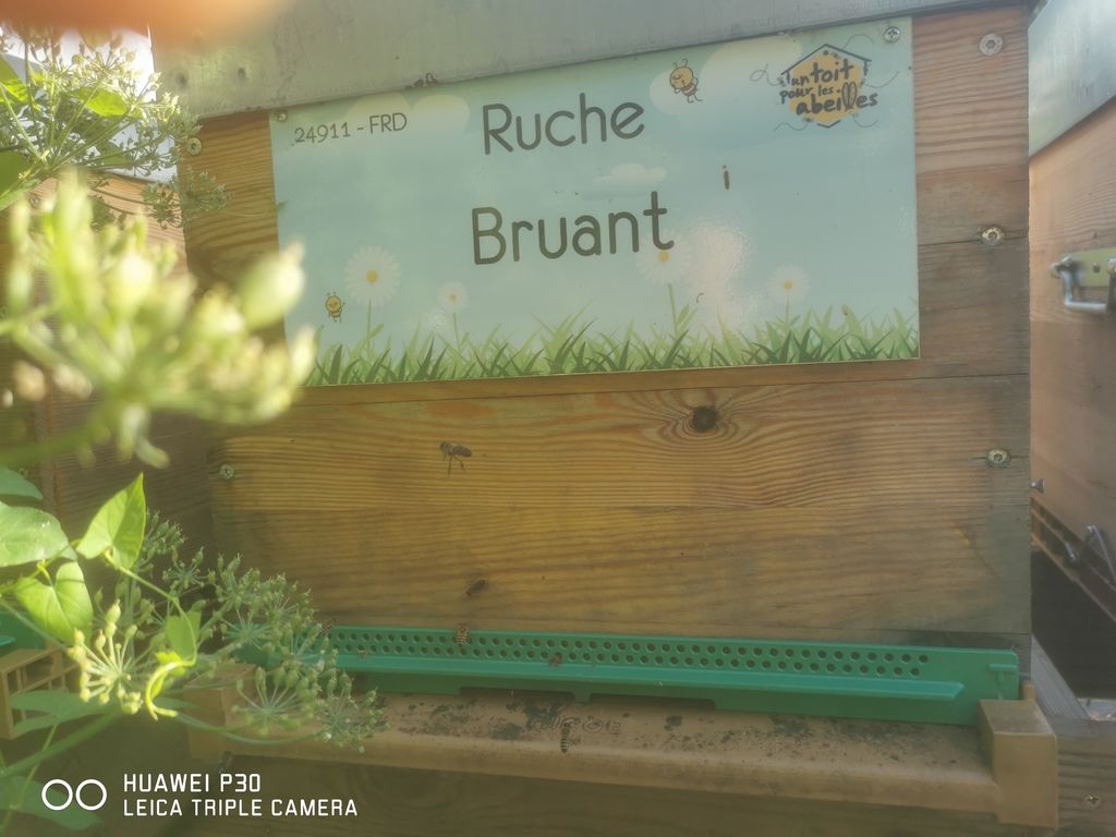 La ruche Bruant