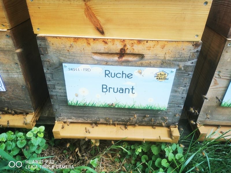 La ruche Bruant