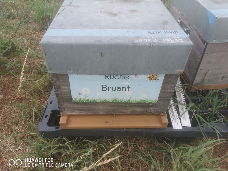 La ruche Bruant