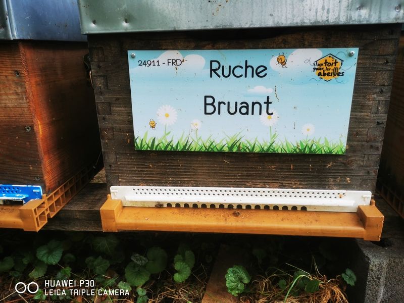 La ruche Bruant