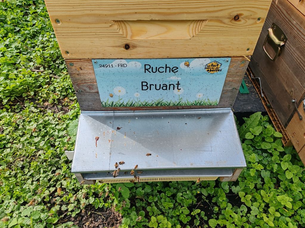 La ruche Bruant