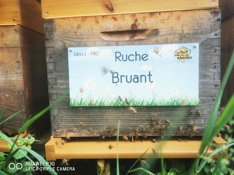 La ruche Bruant