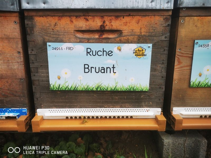 La ruche Bruant