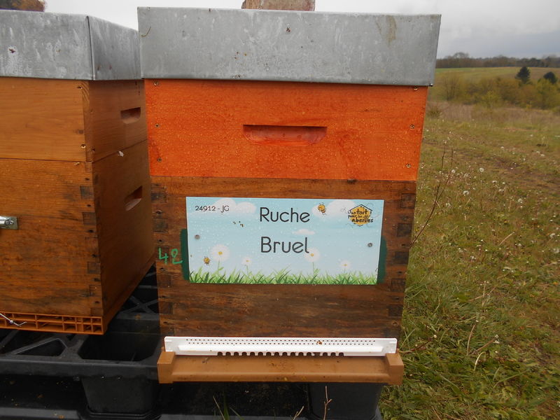 La ruche Bruel