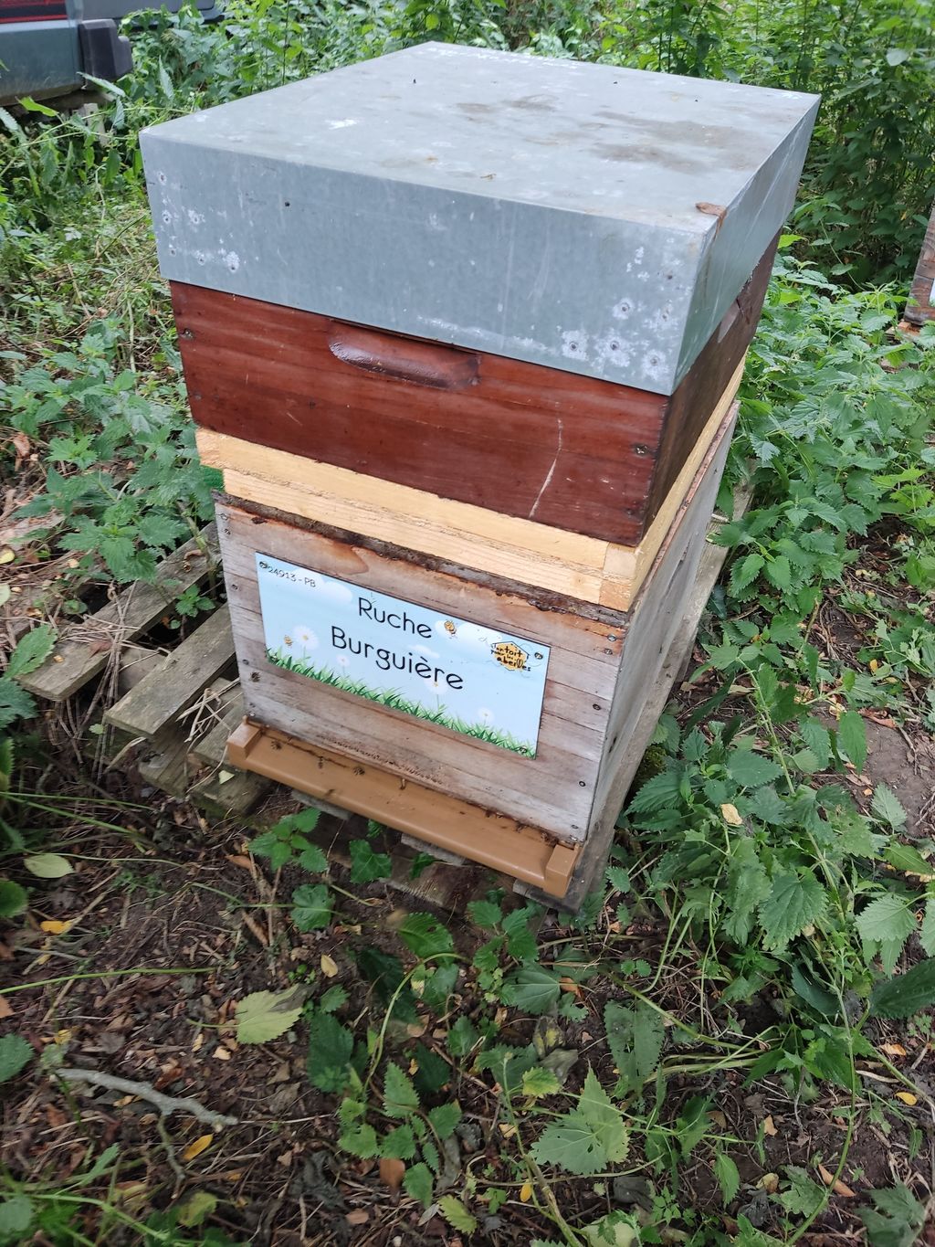 La ruche Burguière