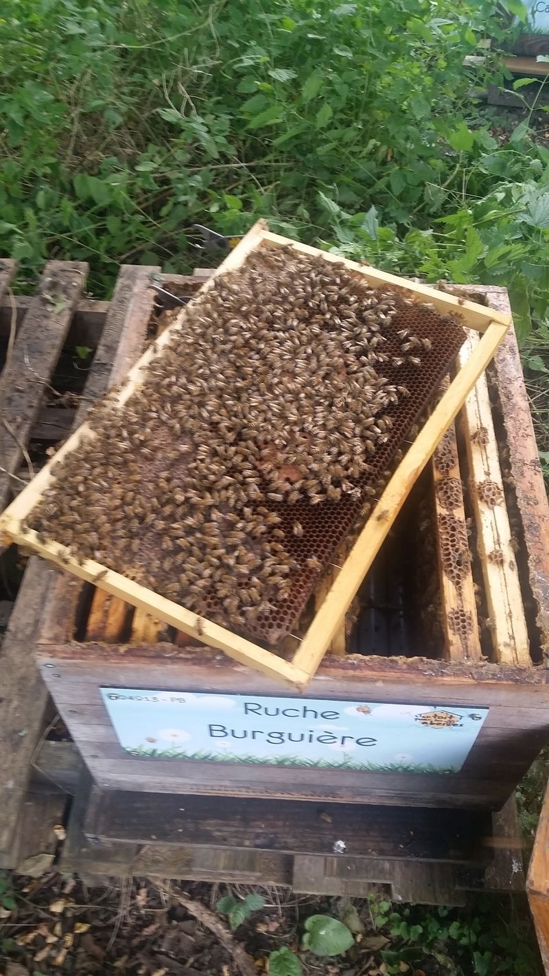 La ruche Burguière