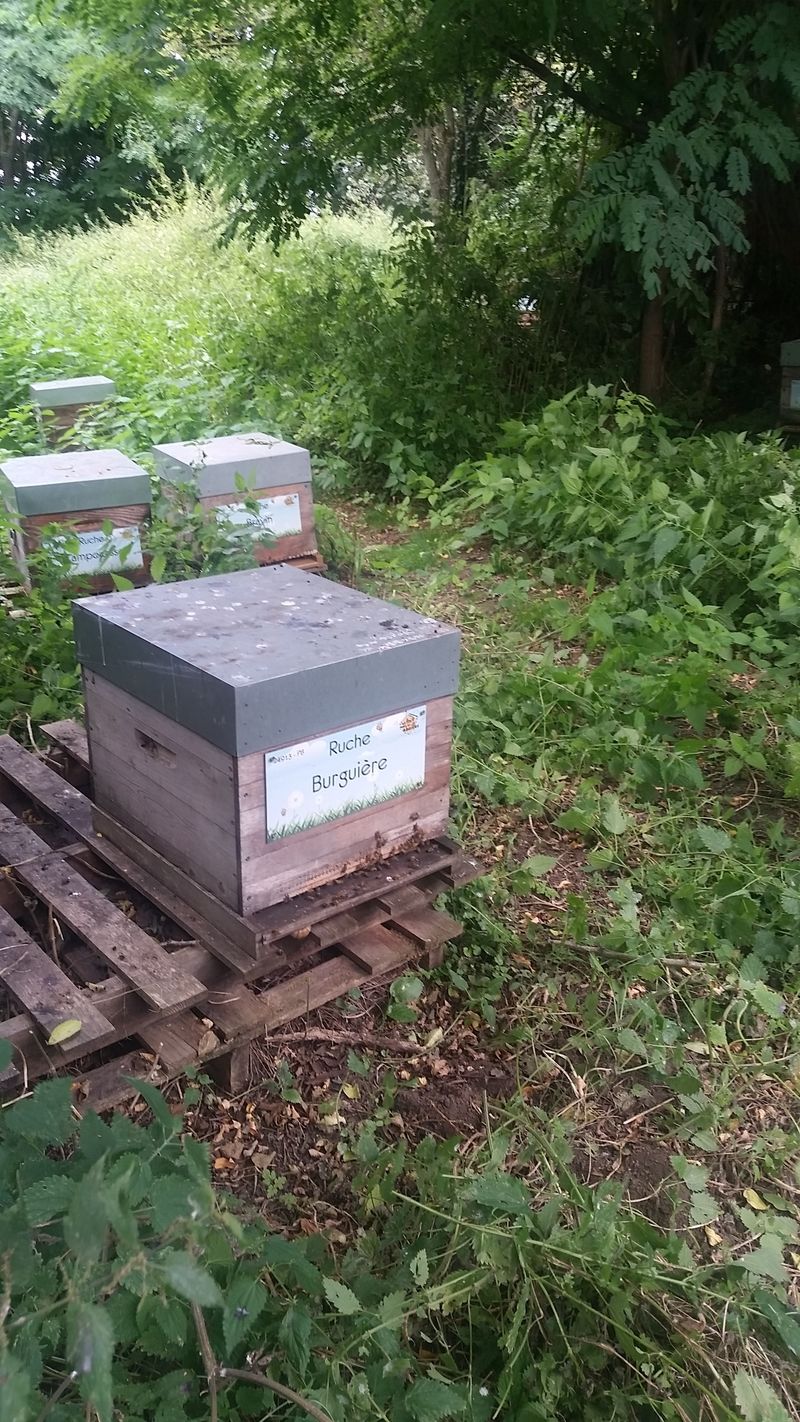 La ruche Burguière
