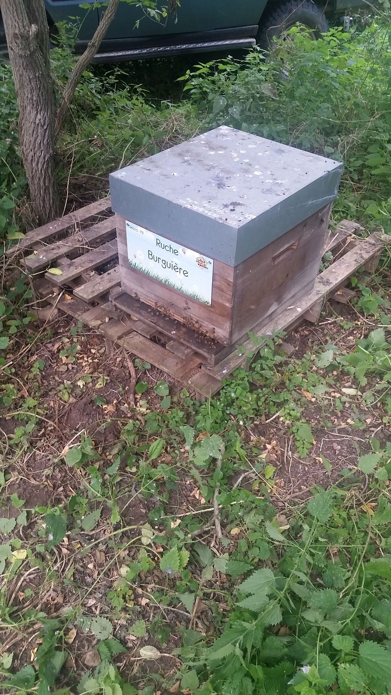 La ruche Burguière