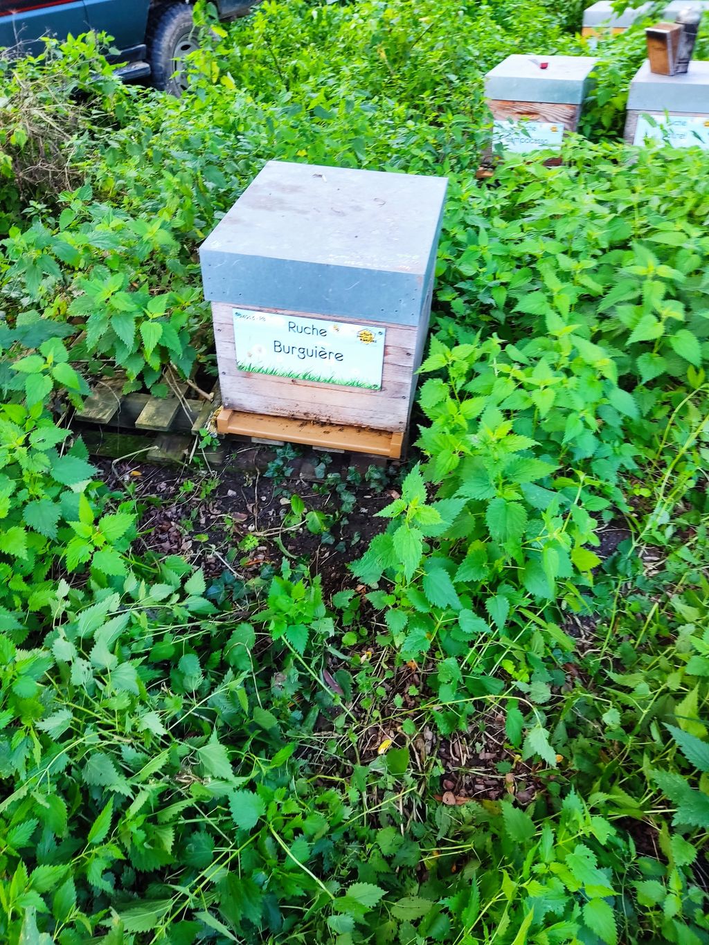La ruche Burguière