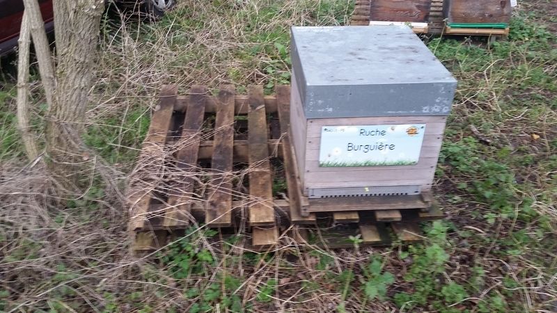 La ruche Burguière
